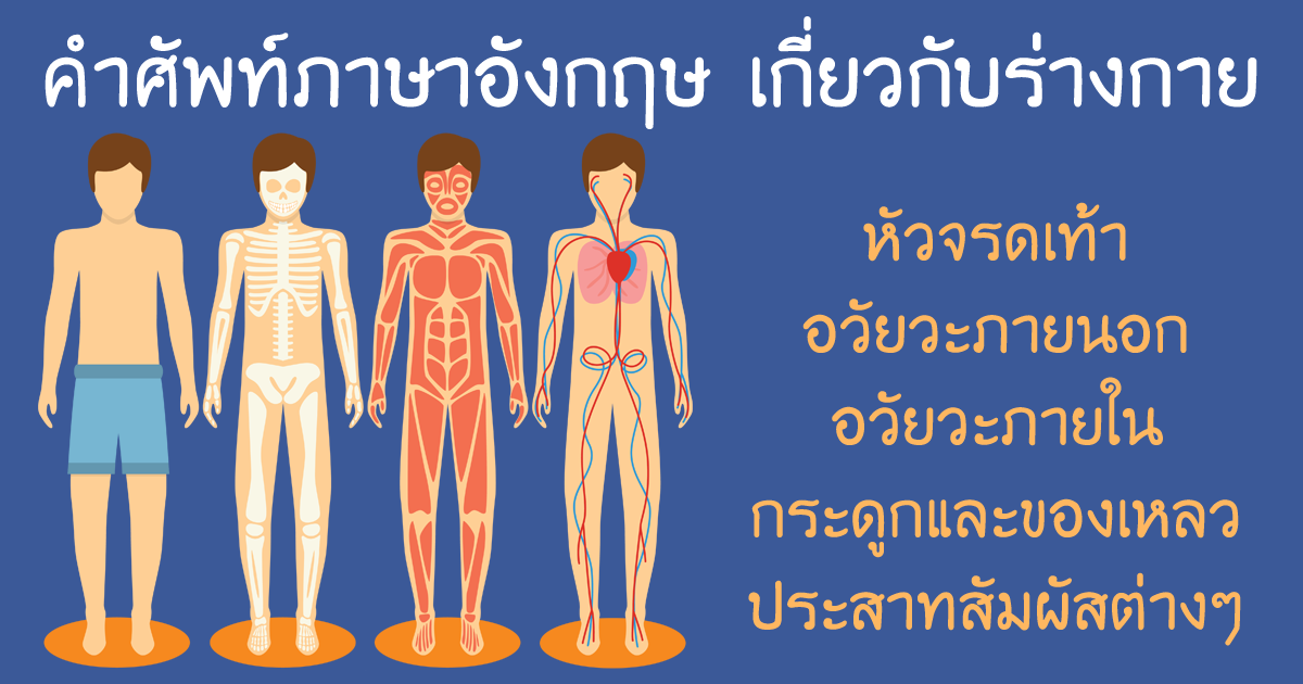 ร่างกาย ภาษาอังกฤษ