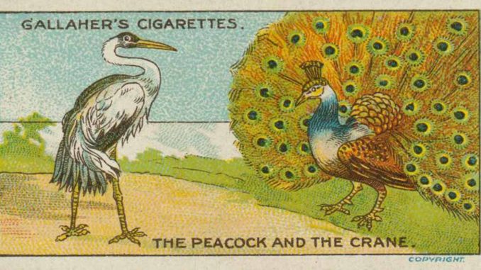ThePeacockAndTheCraneEnglishTonAmorn