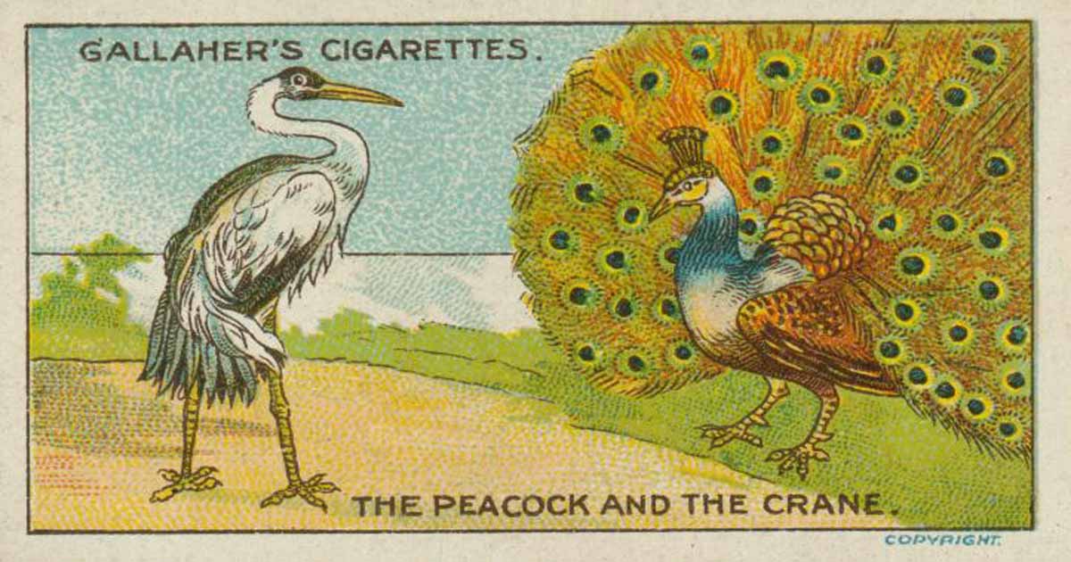 ThePeacockAndTheCraneEnglishTonAmorn นิทานภาษาอังกฤษ นกยูง นกกระเรียน